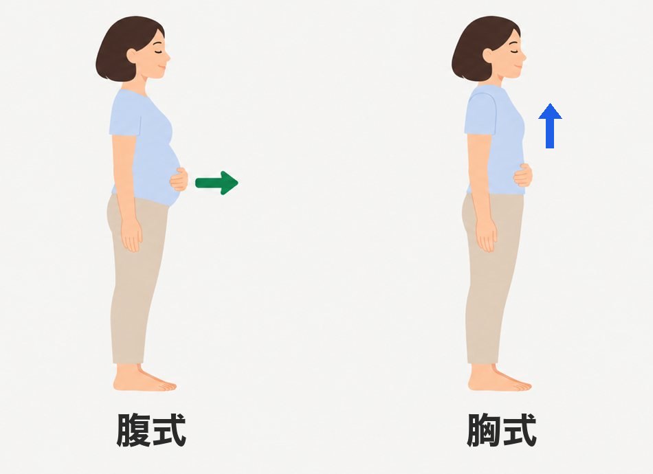 腹式呼吸では息を吸うとおなかが前にふくらみ、胸式呼吸では胸と肩が上がる様子を、立った人の横から比べたイラスト